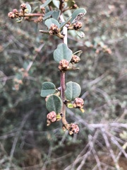 Ceanothus megacarpus megacarpus