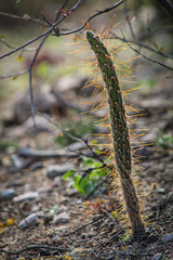 Cylindropuntia thurberi