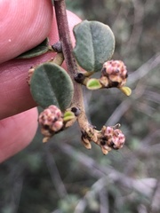 Ceanothus megacarpus megacarpus