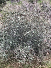 Ceanothus megacarpus megacarpus