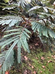 Paraserianthes