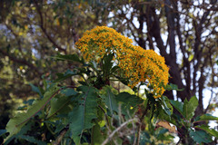 Jessea cooperi