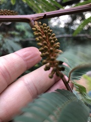 Paraserianthes