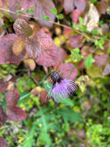 Cirsium tashiroi iNat (2)