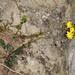 Early Hawkweed - Photo (c) Drepanostoma, some rights reserved (CC BY-NC), uploaded by Drepanostoma