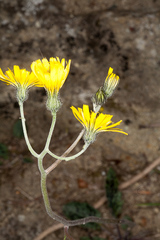 Hieracium glaucinum