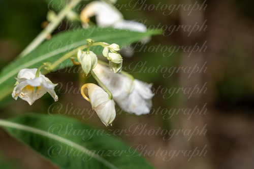 Impatiens tubulosa