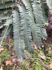 Paraserianthes