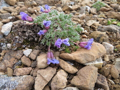Oxytropis podocarpa