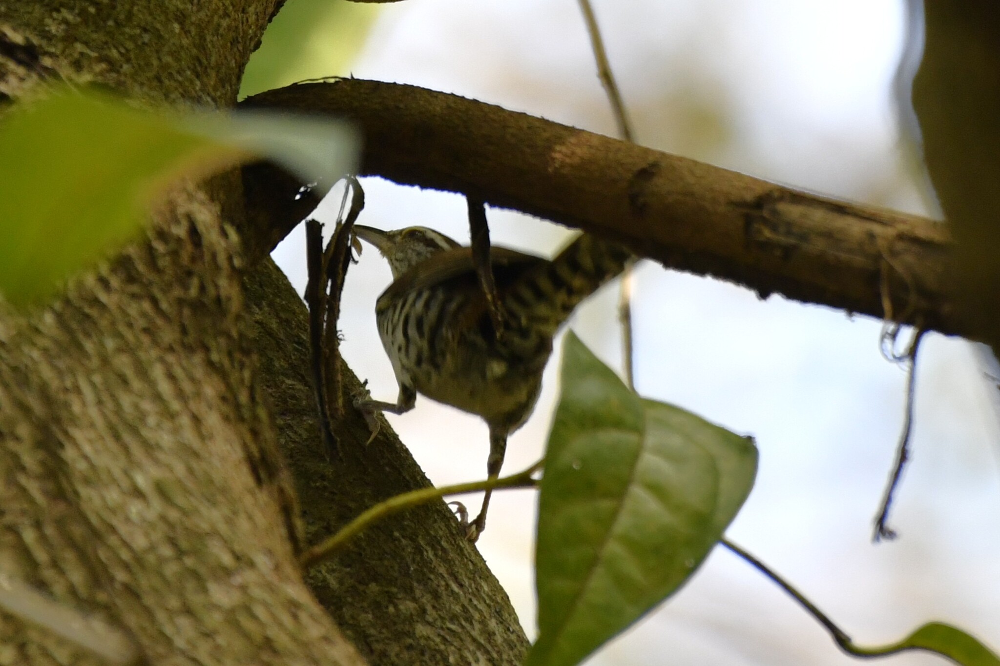 Banded Wren (Thryophilus pleurostictus), photo 8