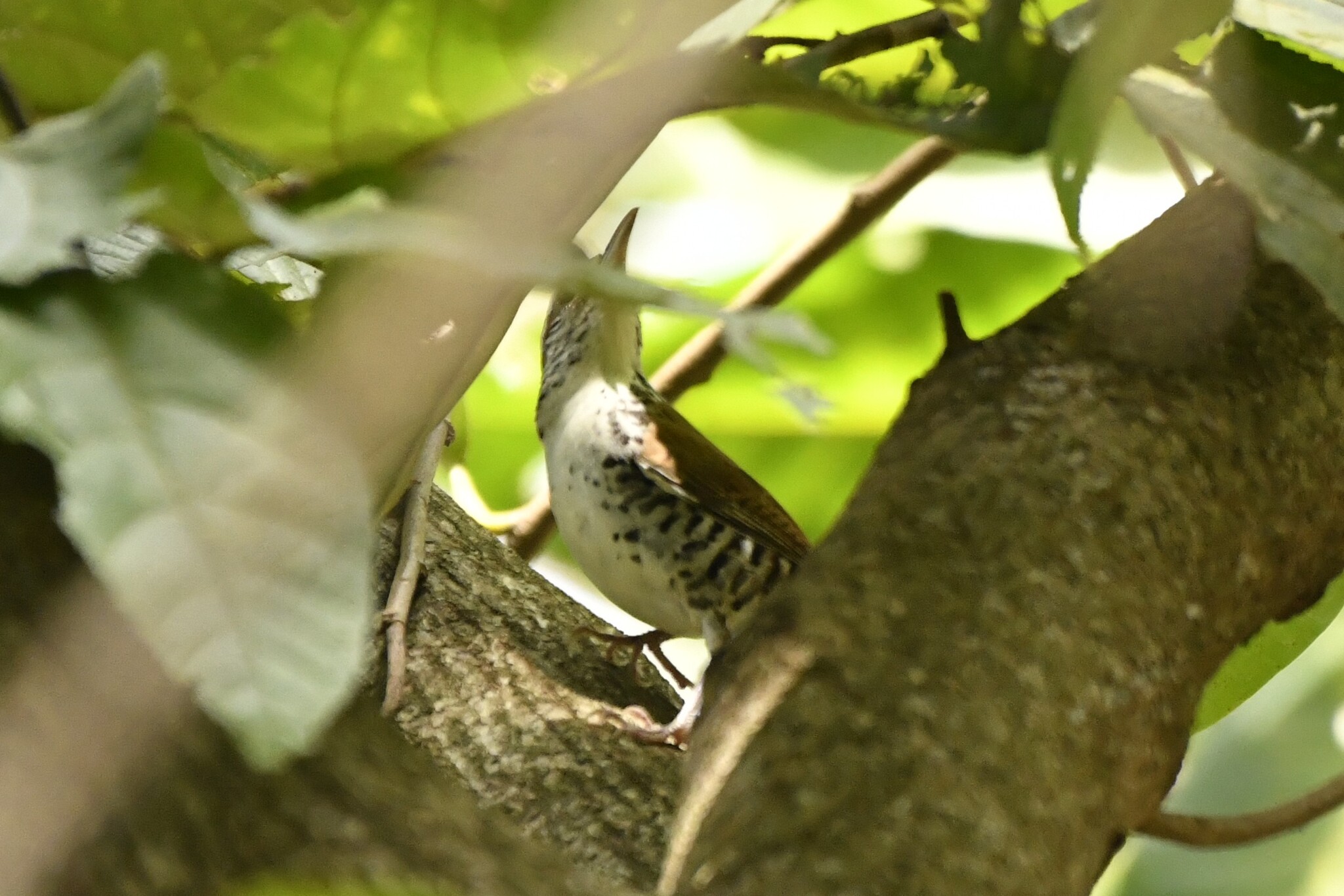 Banded Wren (Thryophilus pleurostictus), photo 9
