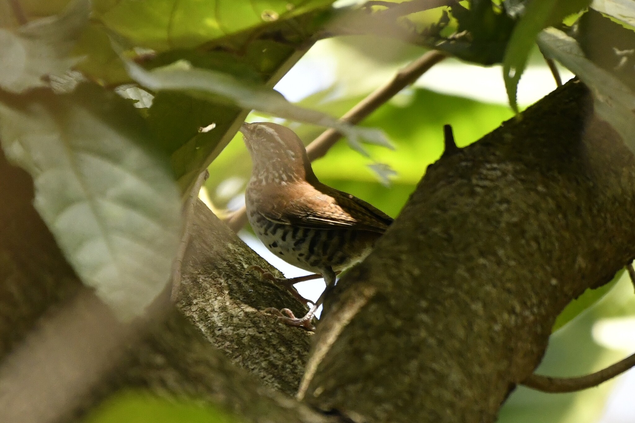Banded Wren (Thryophilus pleurostictus), photo 10