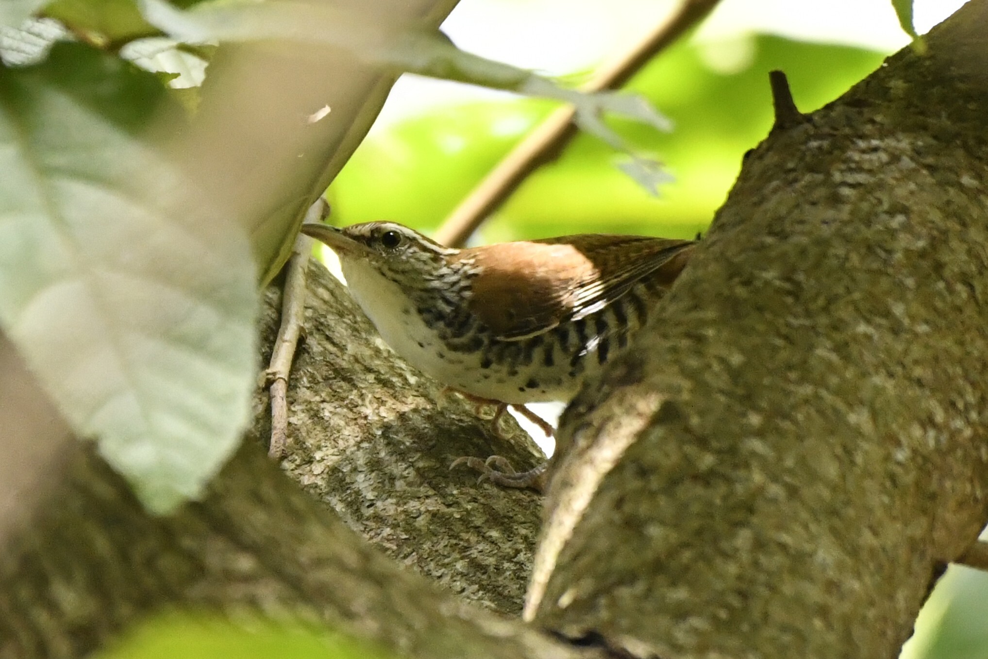 Banded Wren (Thryophilus pleurostictus), photo 7