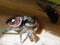 Phidippus cruentus
