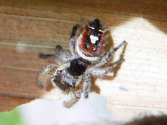 Phidippus cruentus