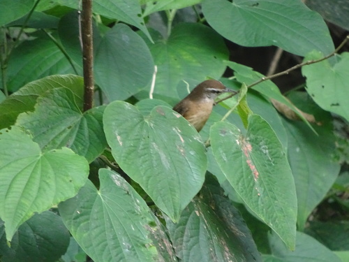 Buff-breasted Wren (Cantorchilus leucotis), photo 6