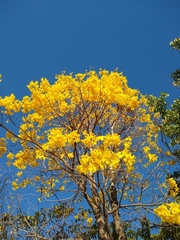 Handroanthus serratifolius