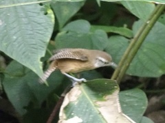 Cantorchilus leucotis