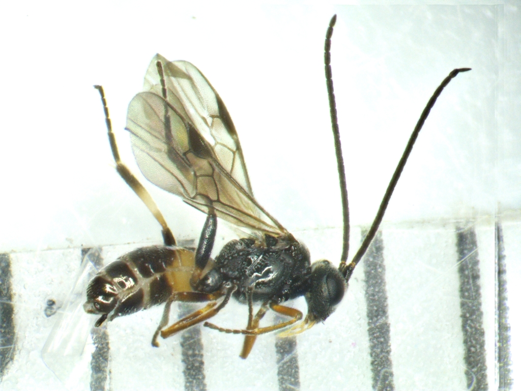 Microplitis from 中国上海市金山区 on September 22, 2025 at 12:40 PM by 张楠 ...