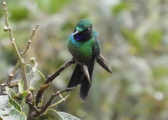Heliangelus viola