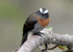 Ochthoeca rufipectoralis