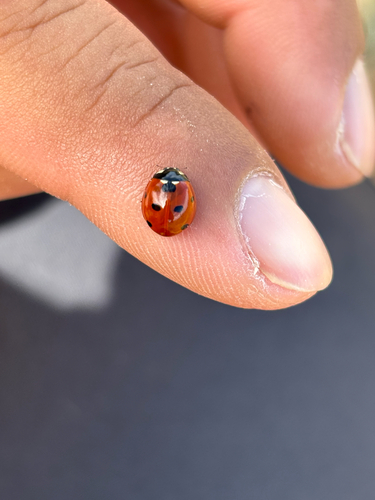 Seven-spotted Lady Beetle photographed in New Mexico