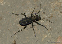 Cicindela flavomaculata