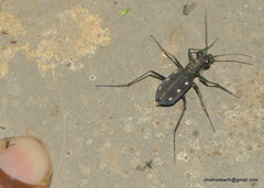 Cicindela flavomaculata