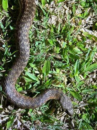 Common keelback sighting