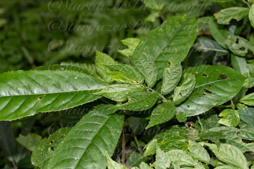 Pellionia retrohispida