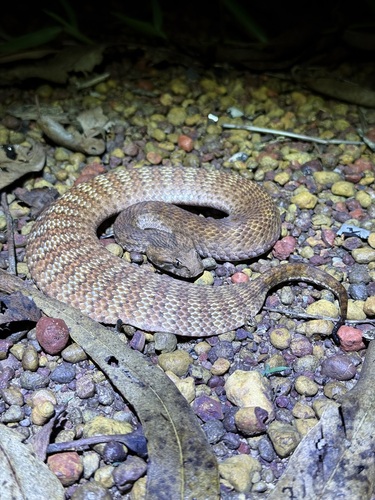 Rough-scaled Death Adder sighting