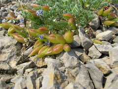 Oxytropis podocarpa