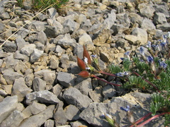 Oxytropis podocarpa