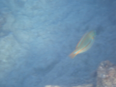 Stethojulis balteata