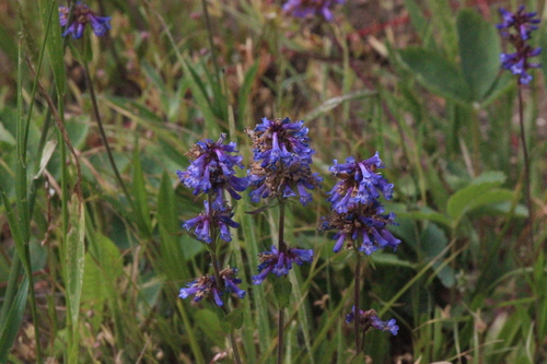 Small-flower Beardtongue (Penstemon procerus)