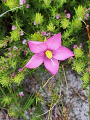 Chironia tetragona, photograph (c) Adele SL, some rights reserved (CC BY)