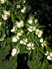 Cornus capitata
