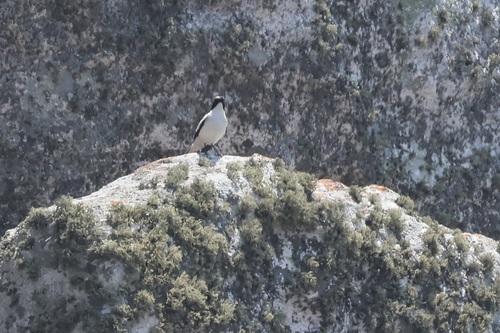 iNaturalist image