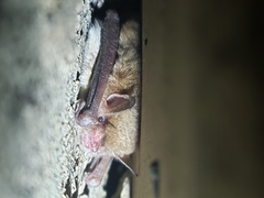 Myotis austroriparius
