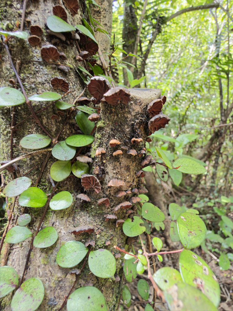 Anthracophyllum archeri · November 2025 · photo: © jeremy_rolfe (iNaturalist, cc-by)