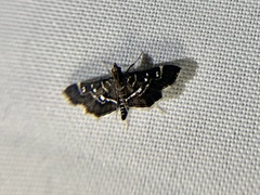 Diathrausta