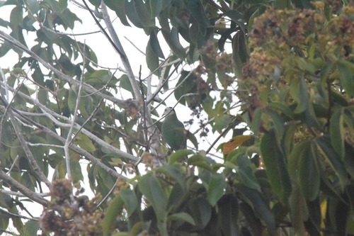 Ptilinopus melanospilus