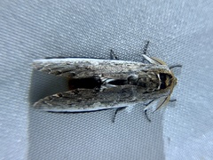 Lirimiris auriflua
