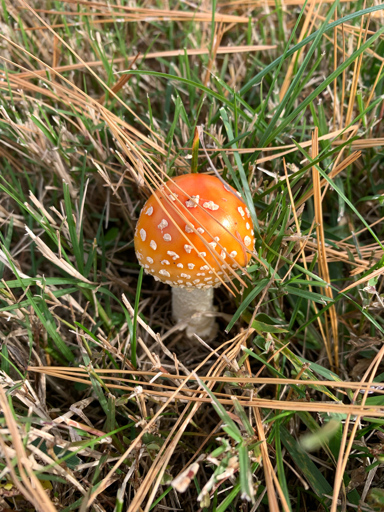 Amanita persicina · November 2025 · photo: © americanisopodologist (iNaturalist, cc-by)
