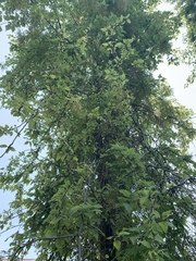 Plagianthus regius regius