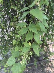 Plagianthus regius regius