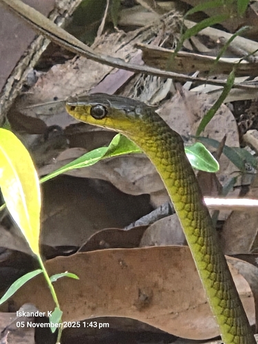 Common Tree Snake sighting