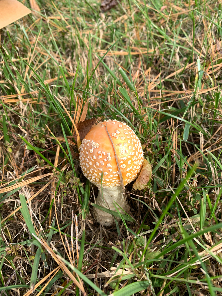 Amanita persicina · November 2025 · photo: © americanisopodologist (iNaturalist, cc-by)