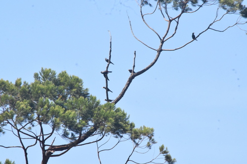 Scissirostrum dubium