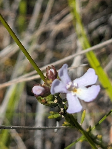 tufted westringia (Westringia tenuicaulis)